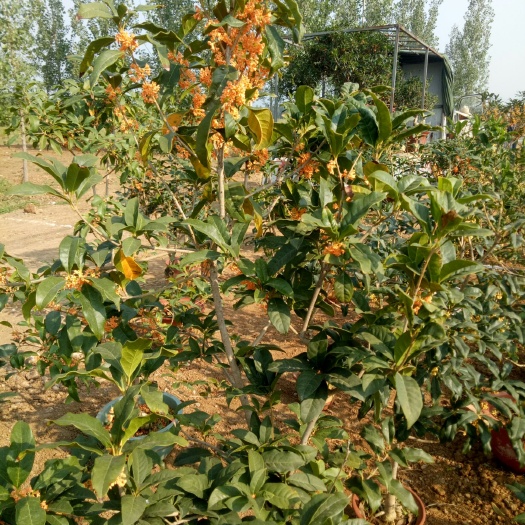 平邑县八月桂 桂花金香玉，有钱难买金香玉紫砂桂