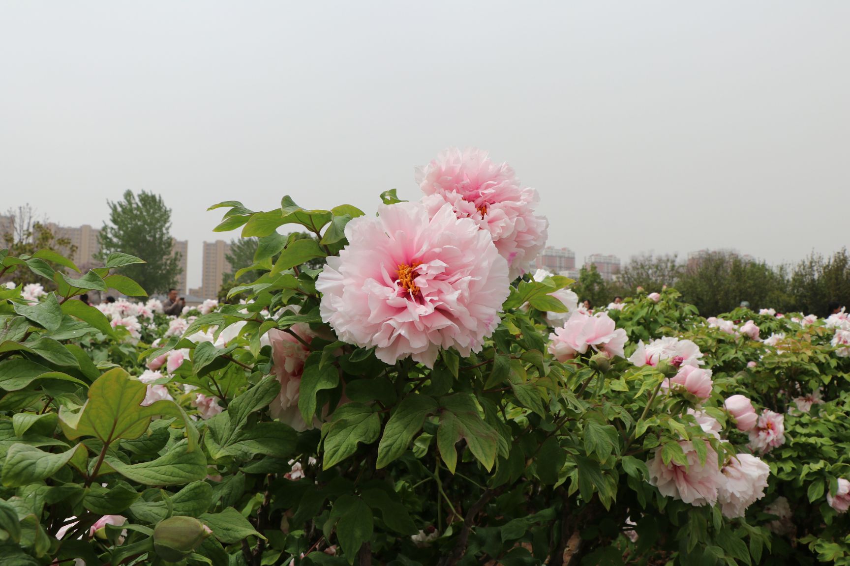 雪映桃花牡丹简介图片