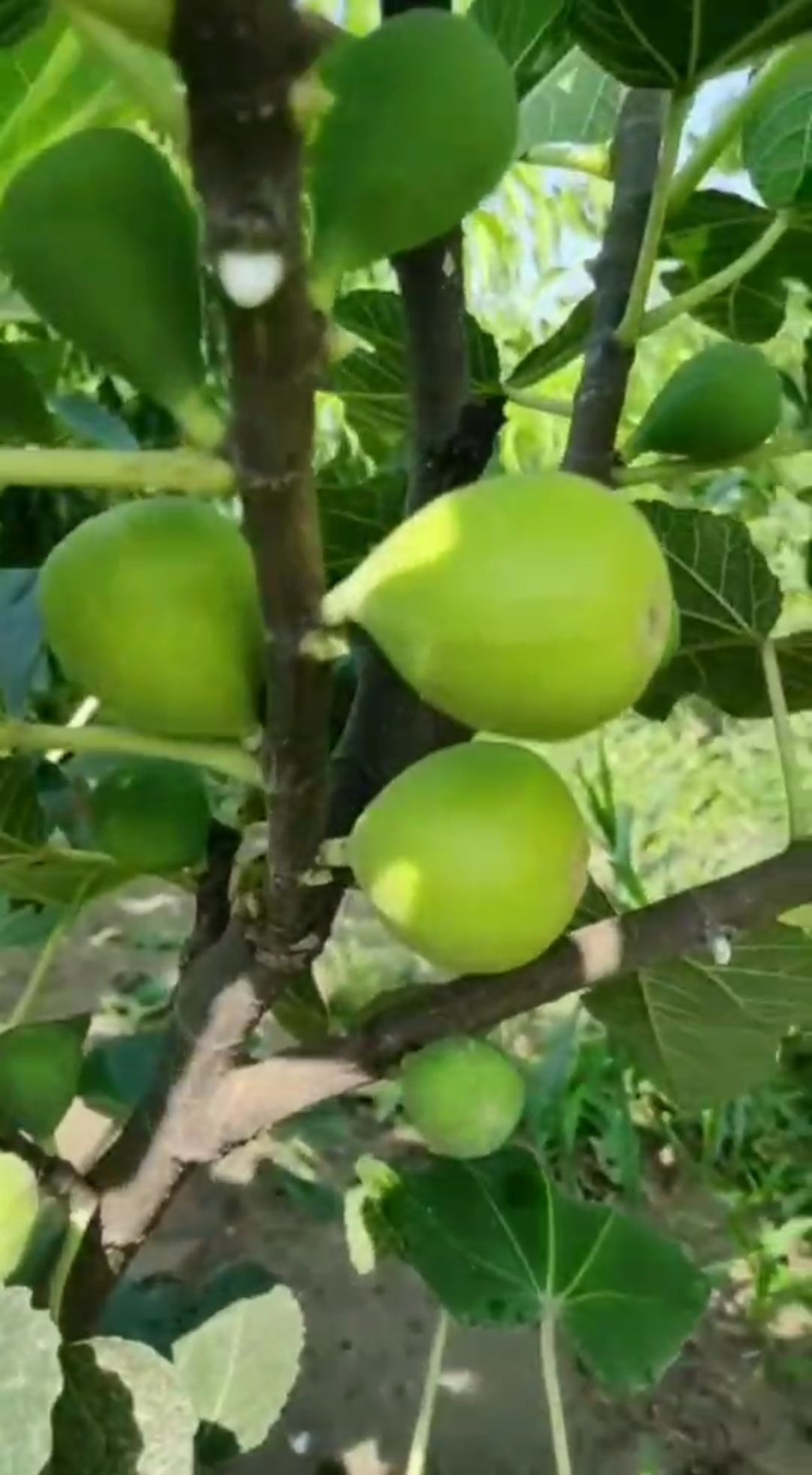 青皮无花果树苗 青皮无花果苗价格