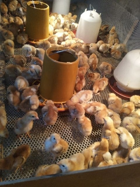 金沙县青脚麻鸡苗 诚信第一，一批生意，终身朋友