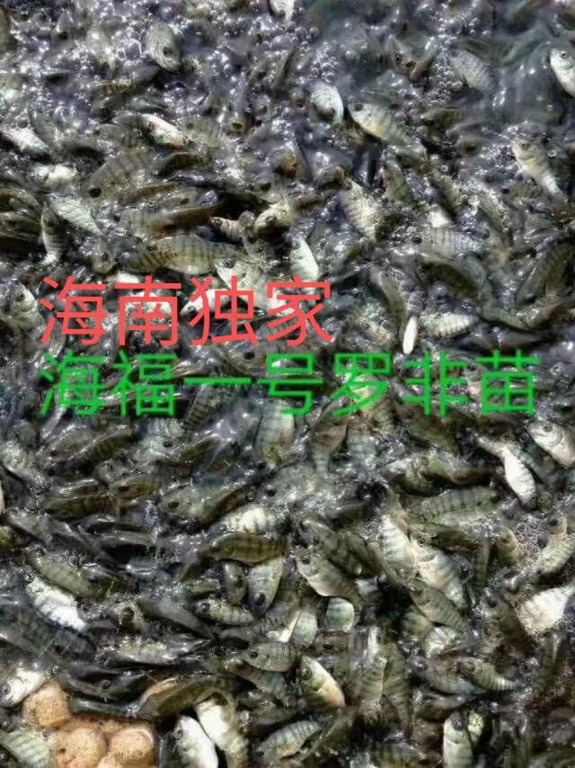  海南出售各种鱼苗