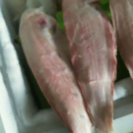 潍坊半滑舌鳎 常年出售鳎板鱼，冰鲜鱼常年有货