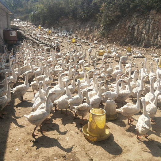 青龙县浙东白鹅 4-6斤 统货 半圈养半散养