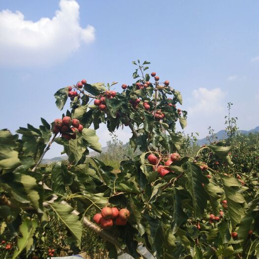 蒙阴县 个大颜色好的山楂唠