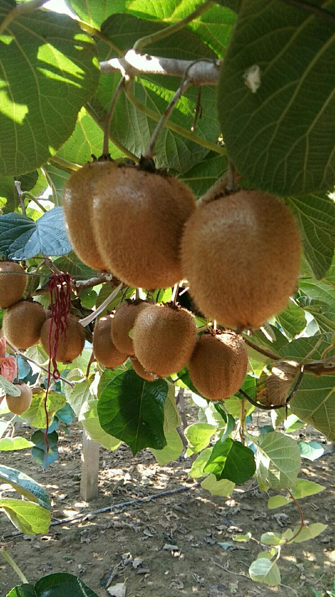 徐香猕猴桃新鲜现摘产自河南南阳内乡县果园直发