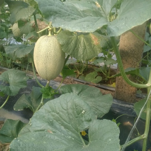 阜城县新疆哈蜜瓜 西州蜜甜瓜: