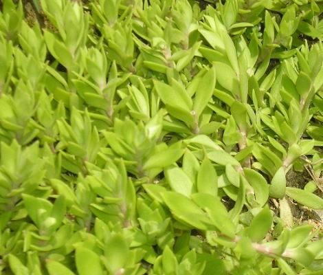 垂盆草  正宗中药材  盆景 食用养肝清热 包邮