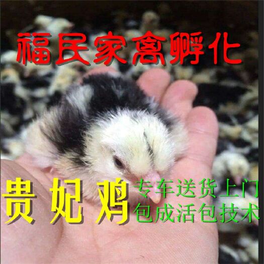 沭阳县 贵妃鸡苗英国贵妇鸡苗观赏鸡脱温青年鸡代养脱温包成活包回收