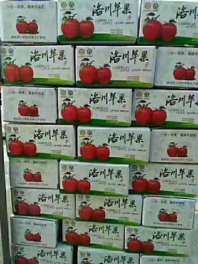  洛川苹果是否水果之首刚摘的水芝芝的