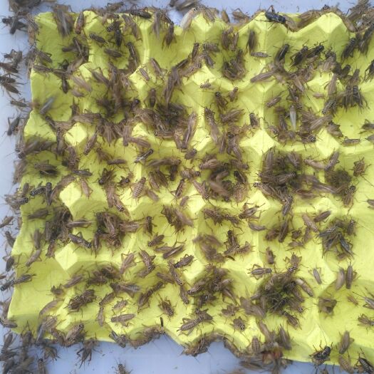 龙胜县 白蟋蟀    活体    可食用可喂宠物