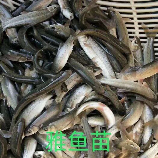 石棉县 鱼苗  雅鱼苗 优质鱼苗 提供技术指导