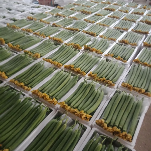 东海县 精品鲜花丝瓜