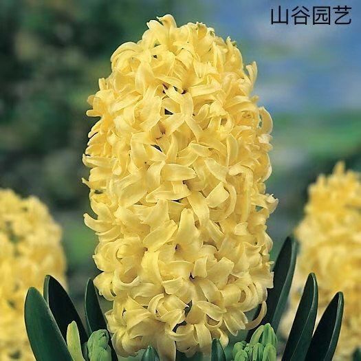 風(fēng)信子盆栽 風(fēng)信子 觀花植物 花卉盆景 花海 綠化苗木