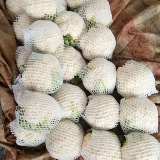 邯郸白花菜花  永年菜花贱卖了