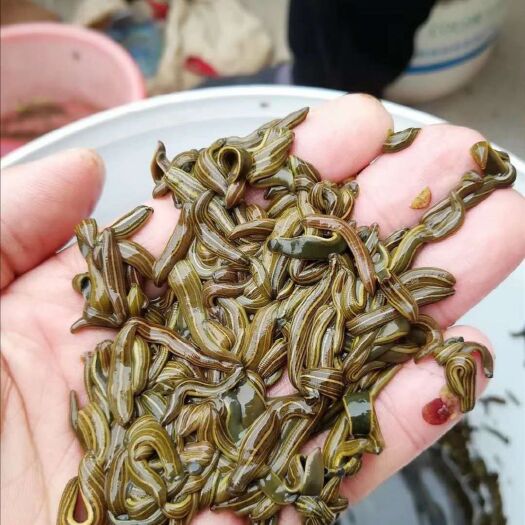 芷江县活体日本医蛭，种蛭，医蛭苗，卵茧