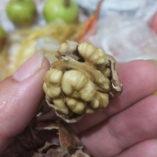 威宁县 贵州山地新核桃