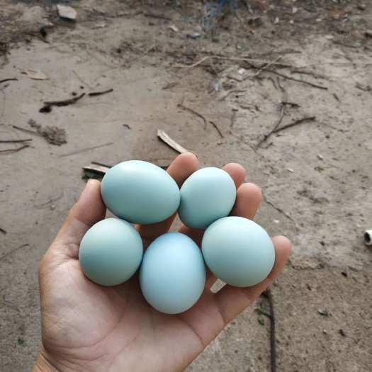 浏阳市统货高端纯生态绿壳土鸡蛋