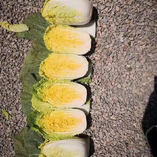 公主岭市黄心大白菜 净菜