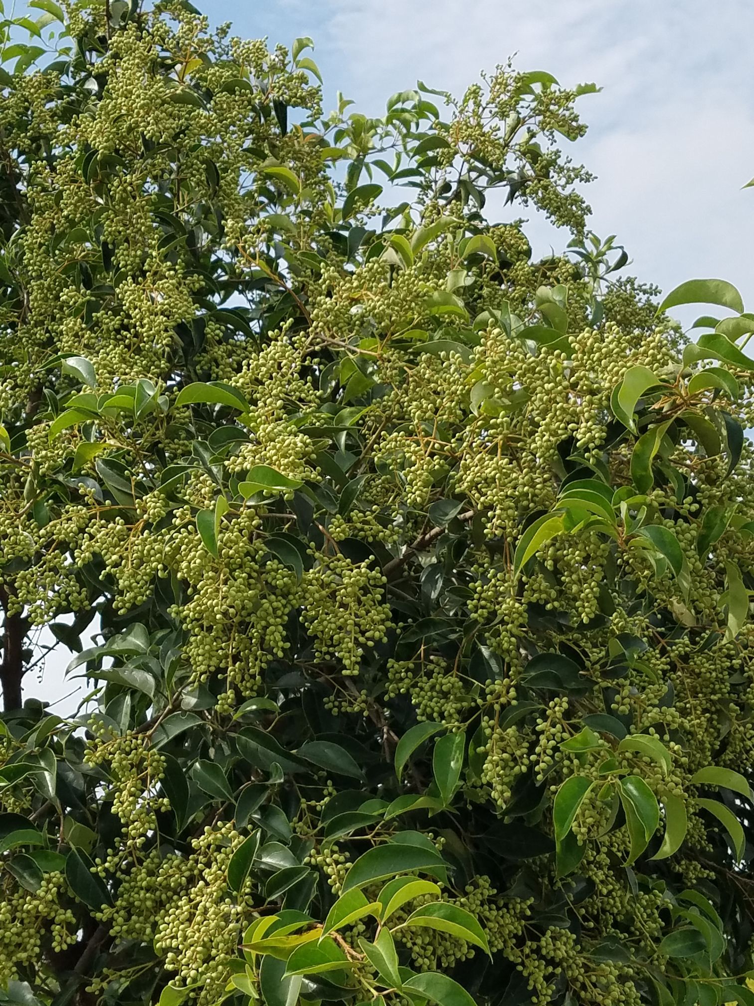 天然中药材女贞子,新鲜优质