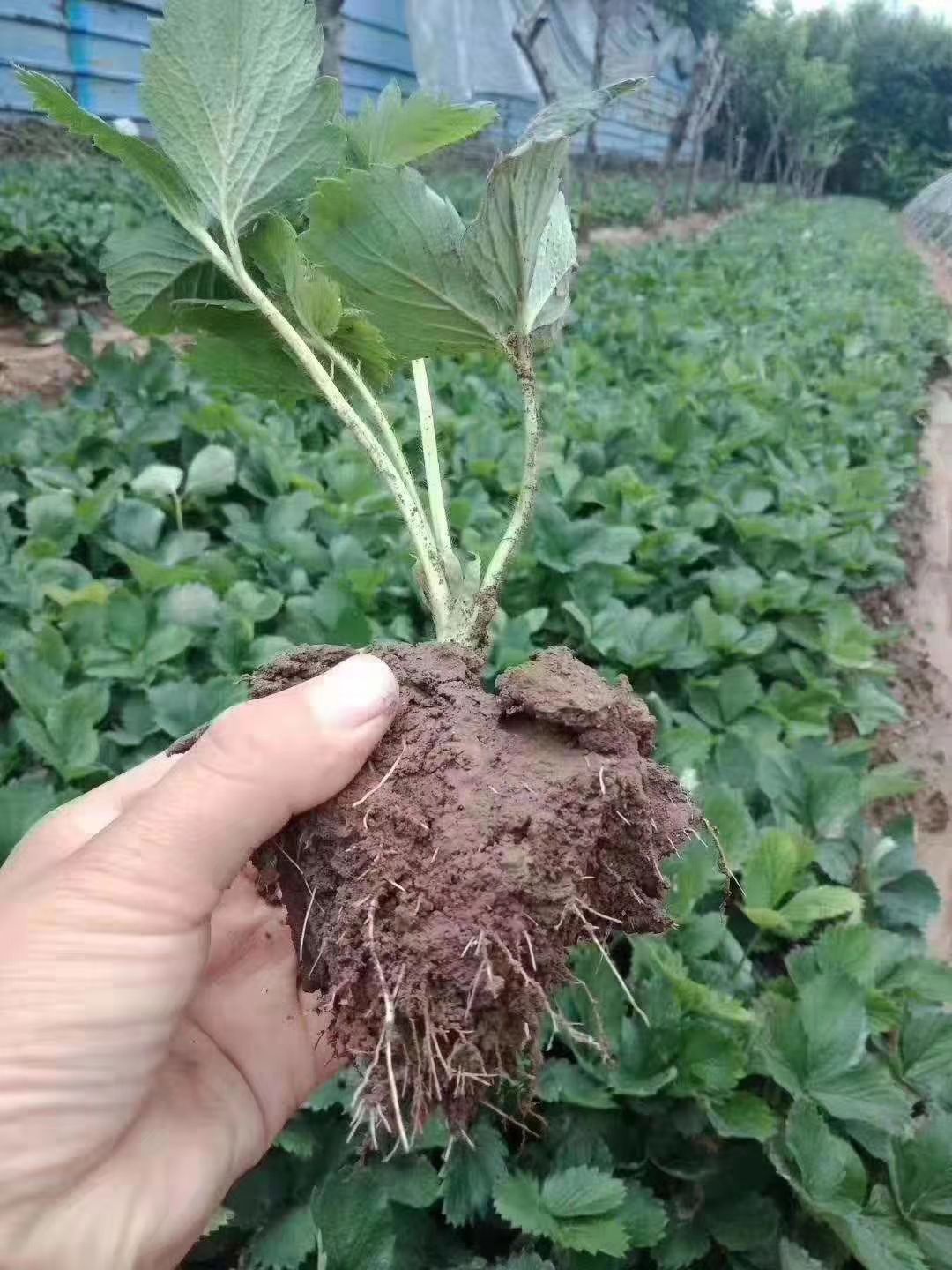  妙香7号草莓苗 妙香7号草莓苗基地 妙香7号草莓苗报价