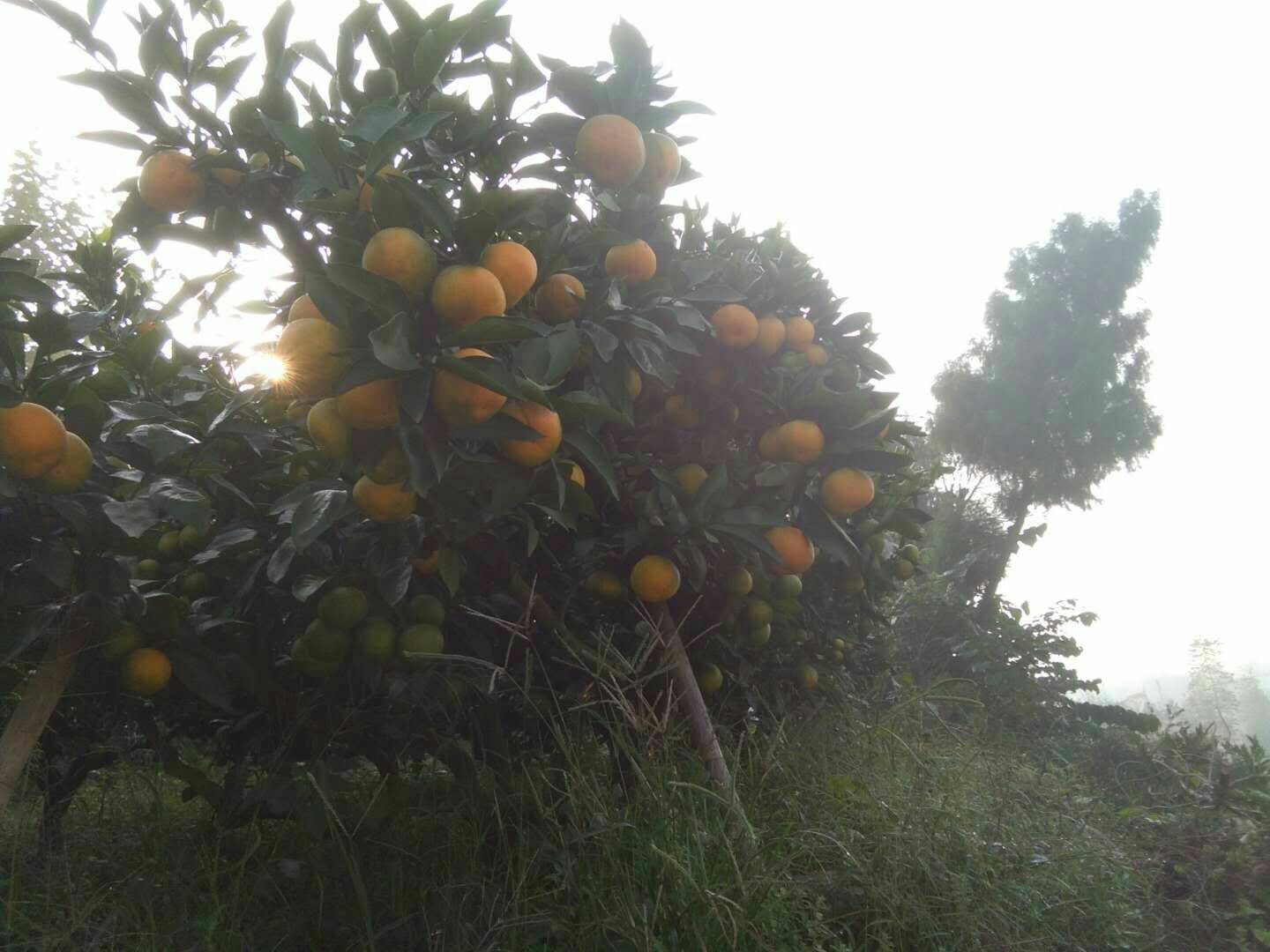 资阳柑橘蜜  大量蜜橘，欢迎咨询
