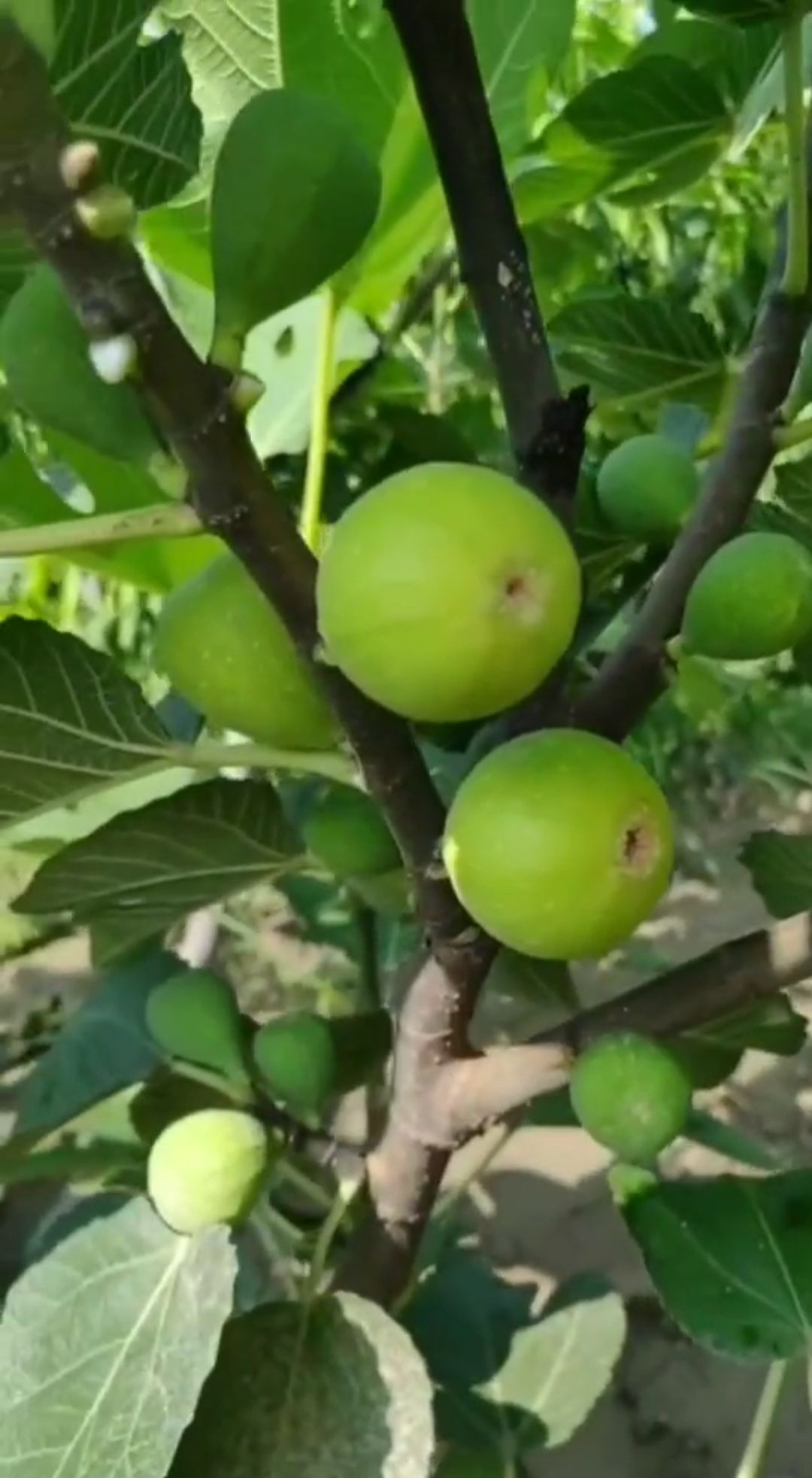 青皮无花果树苗 青皮无花果苗价格