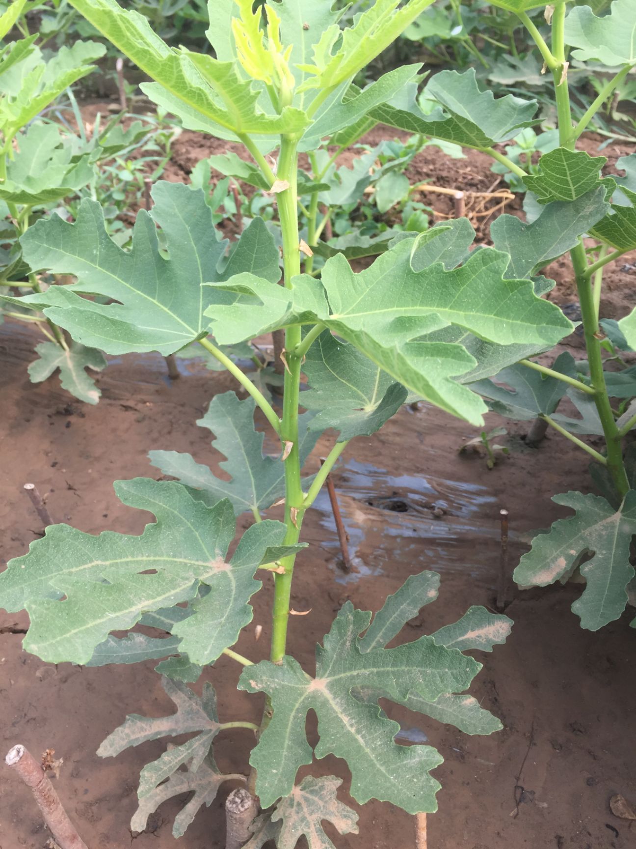  波姬红无花果苗价格 优质无花果苗基地  无花果种植技术