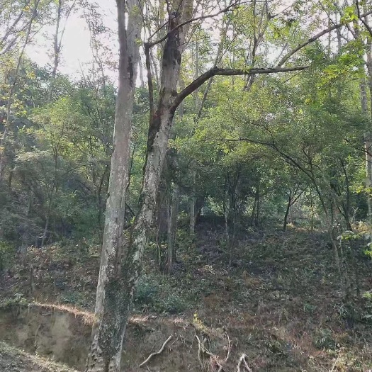 杭州 正宗临安山核桃，独特的原味加工，让你体会原汁原味的山核桃！