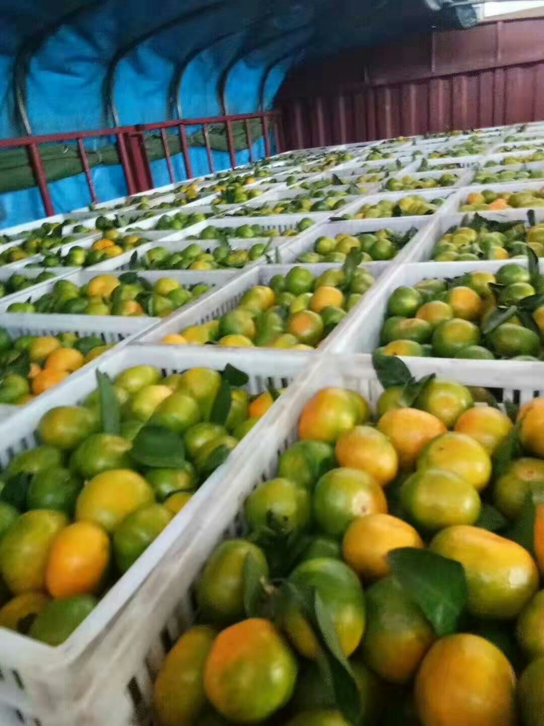 蜜桔 一条龙服务，大量供应，随时看货源