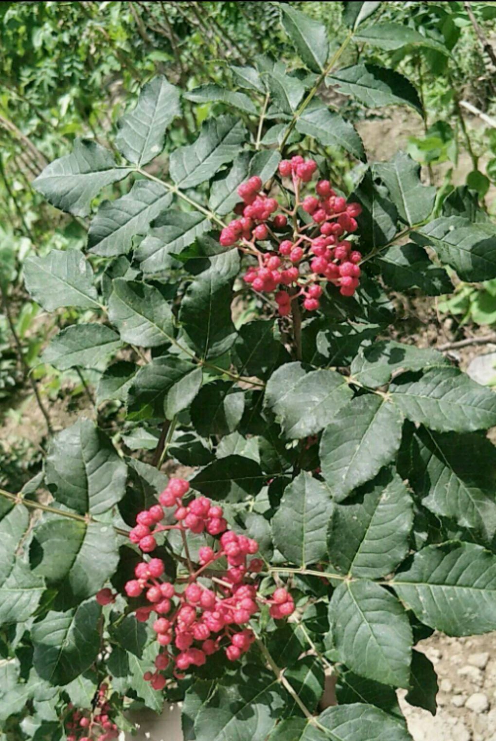  花椒苗，无刺花椒苗，大红袍花椒苗，狮子头花椒苗高产抗旱抗寒