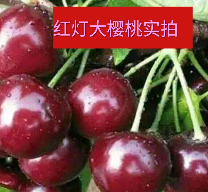 平邑县 红灯樱桃苗，耐储存   个大味甜  产量高
