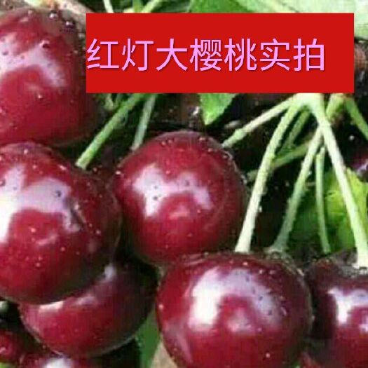 平邑县 红灯樱桃苗，耐储存   个大味甜  产量高