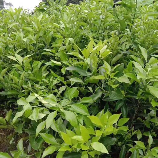 荣县耙耙柑桔苗 爱媛38苗、大雅苗、踏雪苗、明日见苗、春见苗。高1－1.5米