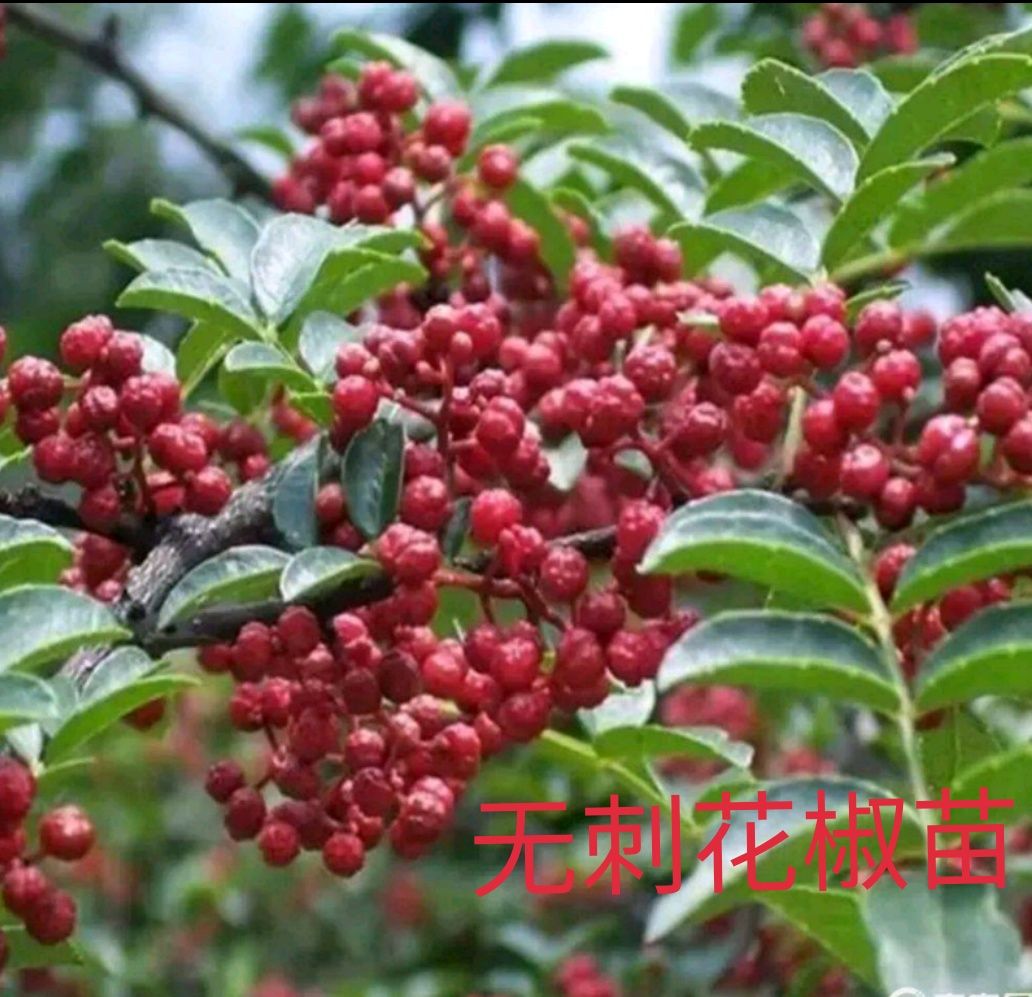  花椒苗，无刺花椒苗，大红袍花椒苗，狮子头花椒苗高产抗旱抗寒