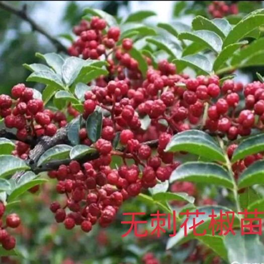 平邑县 花椒苗，无刺花椒苗，大红袍花椒苗，狮子头花椒苗高产抗旱抗寒