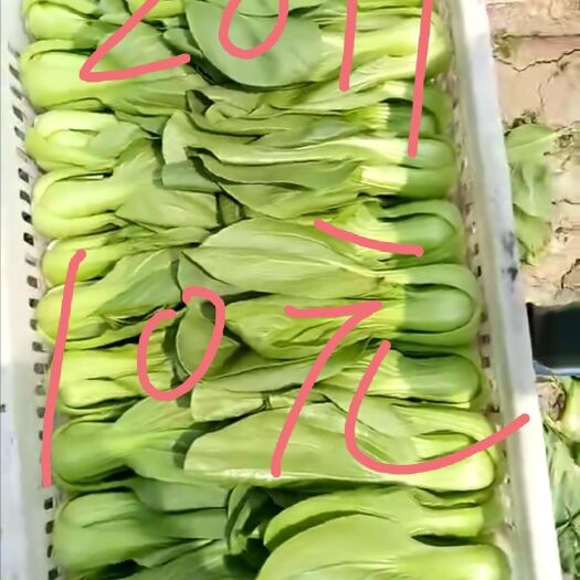 保定大油菜