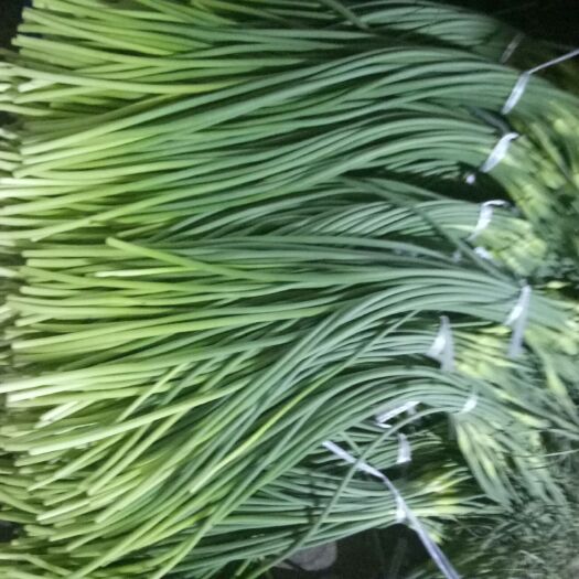 沂南县白帽蒜薹  蒜薹冷库直销！食堂！电商用货货源充足！质量保证！