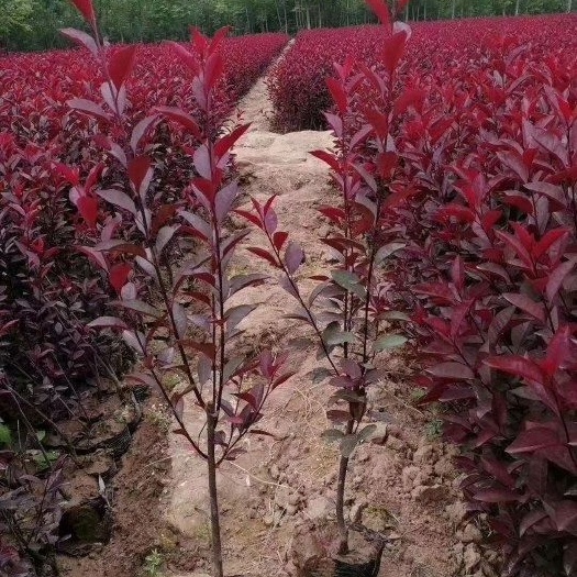 营养杯紫叶矮樱，陕西紫叶矮樱，紫叶矮樱基地直销，紫叶矮樱产地