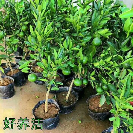 平邑县脆皮金桔苗 脆皮金桔树苗桔子水果树苗四季结果大金橘子柑橘盆栽地栽盆景植物