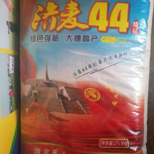 行唐县小麦种子 济麦44
