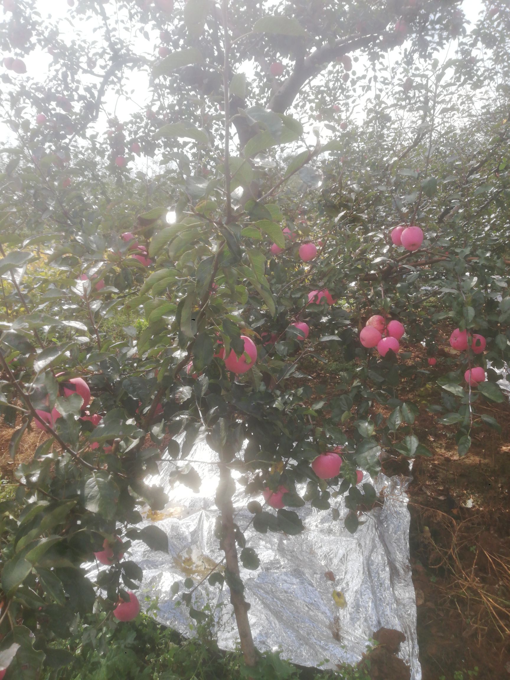  套袋红富士糖心苹果