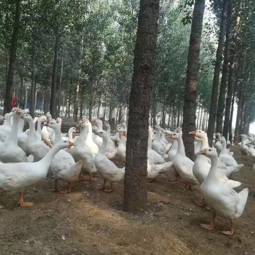 深州市大白鹅 价格美丽