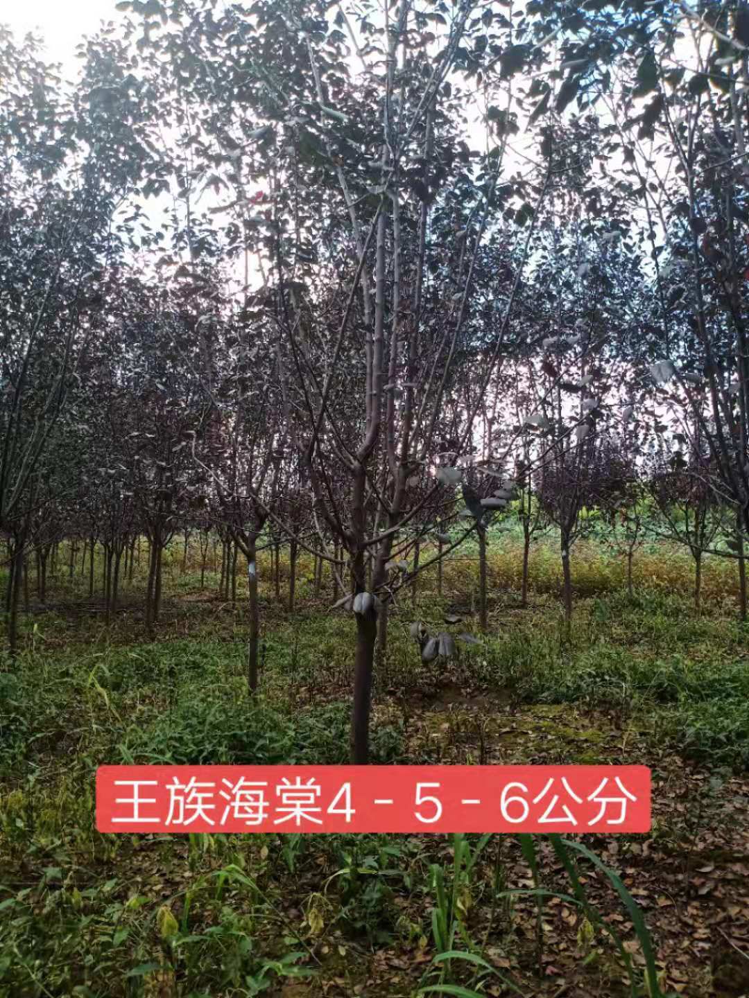  自家苗圃王族海棠