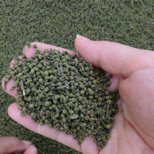 忠县 出售吴茱萸籽