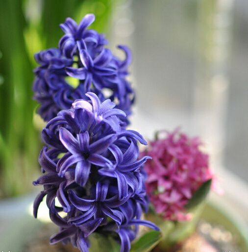 风信子盆栽 风信子 观花植物 花卉盆景 花海 绿化苗木
