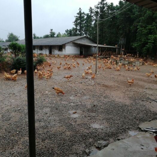 青阳县土鸡蛋 纯高山放养