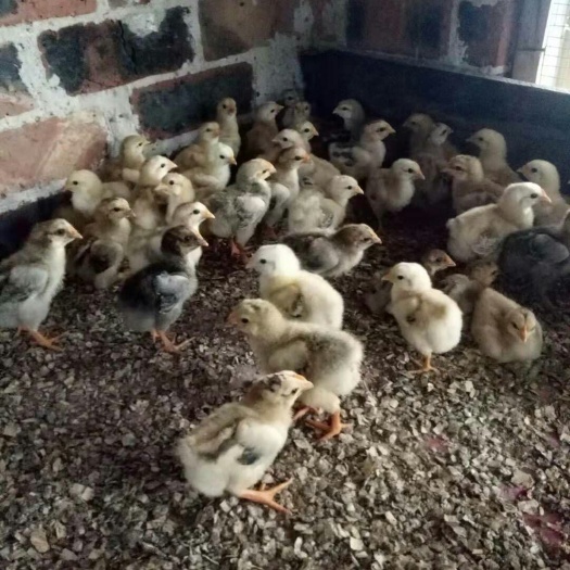 南宁K9鸡苗  脱温鸡苗欢迎下单