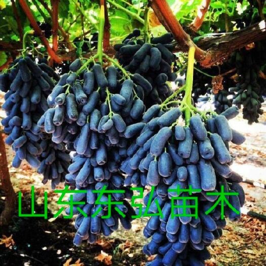 平邑县 蓝宝石葡萄苗