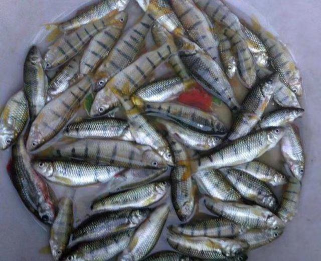 儋州市 海南出售各种鱼苗