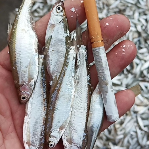 都昌县白条鱼  正宗的鄱阳湖小白条